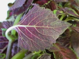 downy mildew on 'red velvet' cultivar 