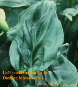 leaf puckering on calla dashien mosaic virus