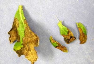 closeup of Rhizoctonia on leaves 