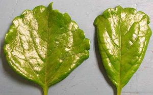 broad mite injury on Swedish ivy