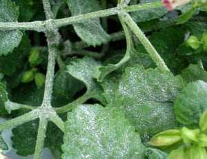 Close-up of powdery mildew on torenia