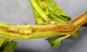 Fusarium stem rot