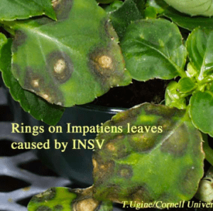 leaves of impatiens leaves caused by INSV