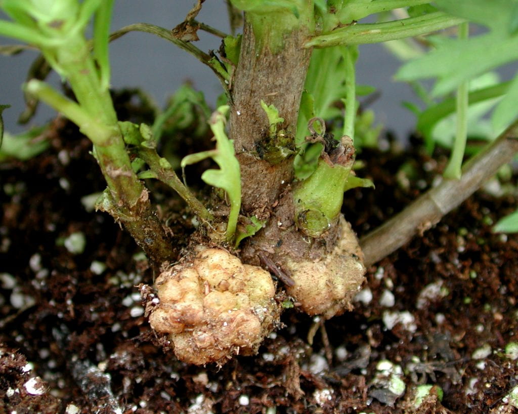 Argyranthemum Crown Gall