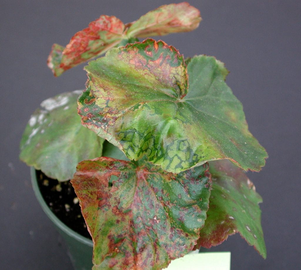 Begonia Rieger Impatiens Necrotic Spot Virus