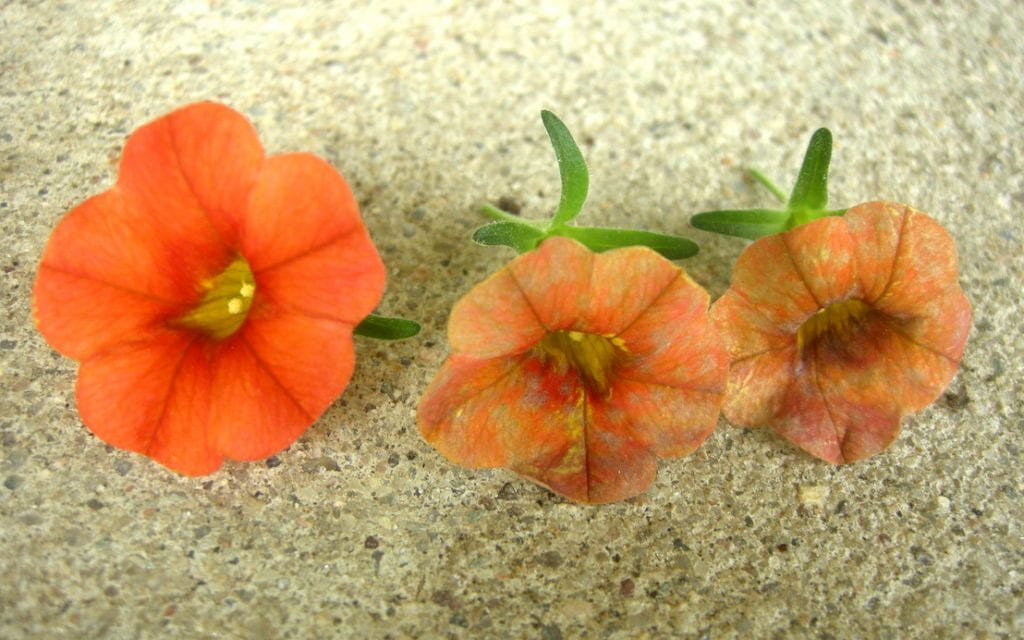 Calibrachoa flowers with Powdery Mildew 