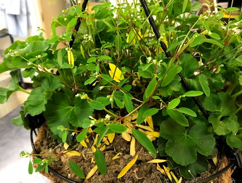 Euphorbia ethylene application injury