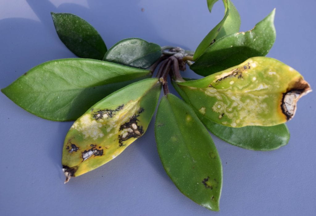Hoya Impatiens Necrotic Spot Virus