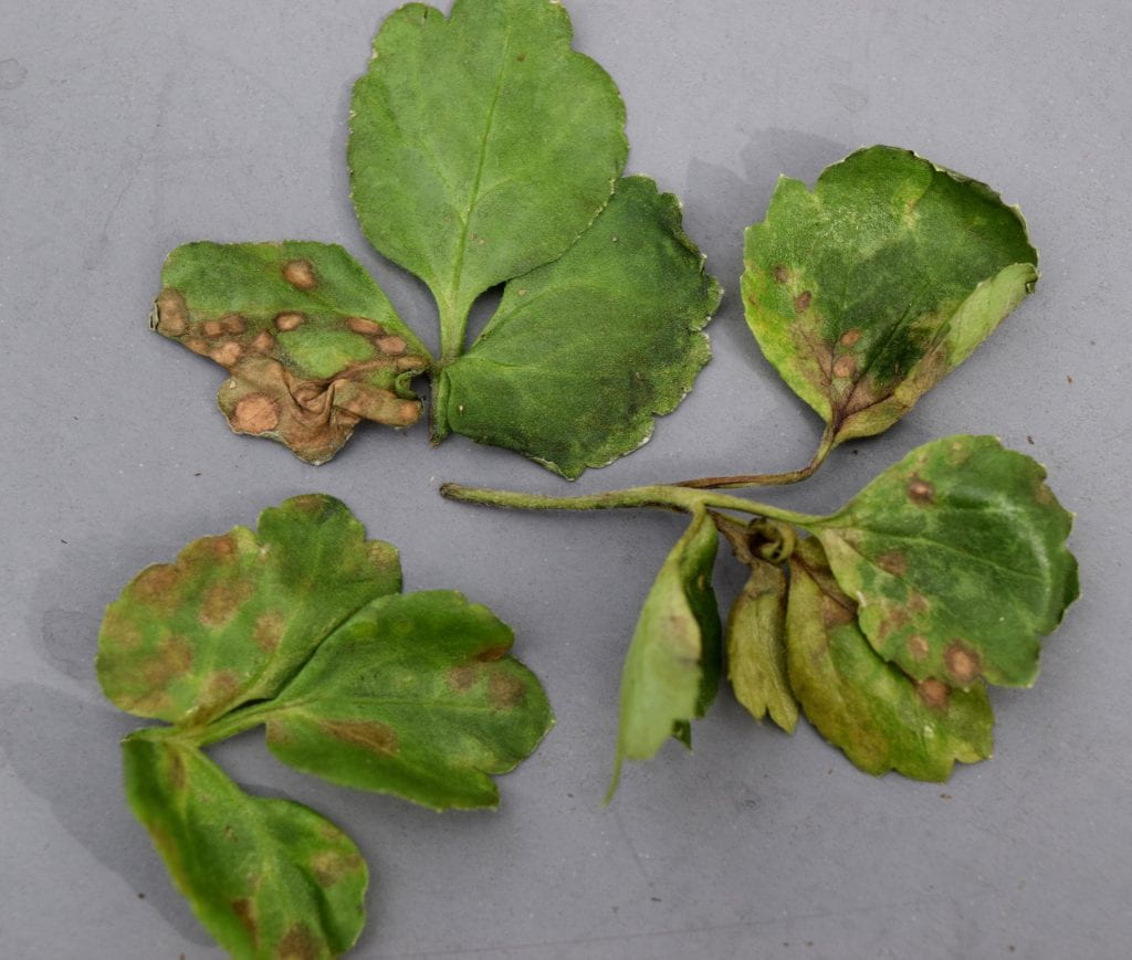 Ranunculus Tobacco Spotted Wilt Virus