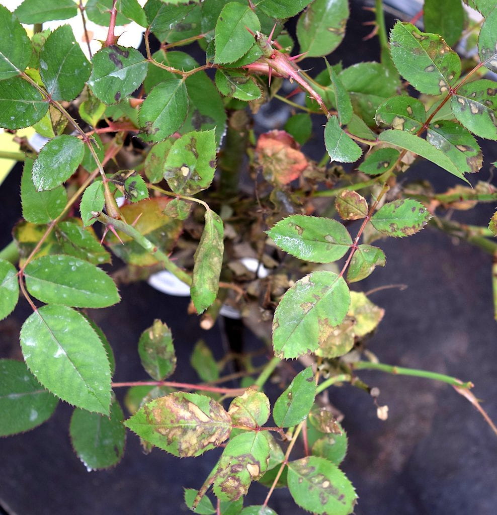 Rose ‘Knock Out’ – Downy Mildew | Greenhouse Horticulture
