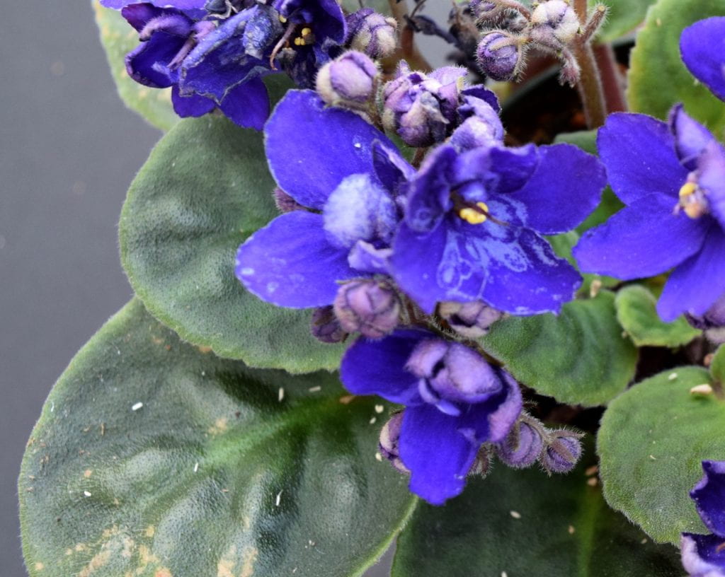 Saintpaulia INSV on flower petals closeup