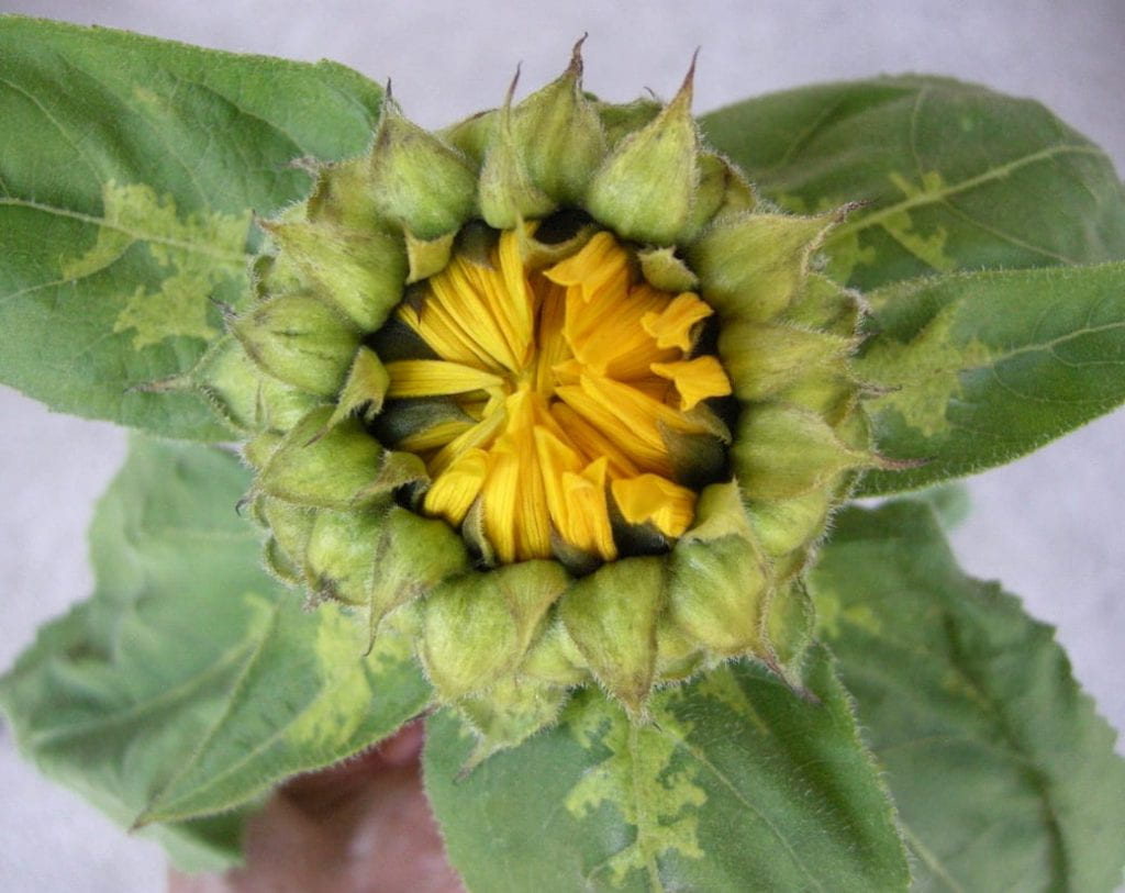 Sunflower Downy Mildew Toparound Flower